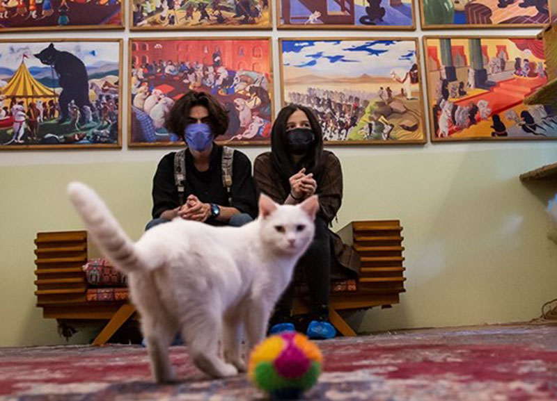 موزه ای برای گربه های ایرانی/ از تماشای «پرشین کت و راشن بلو» تا «گربه های خیابانی»