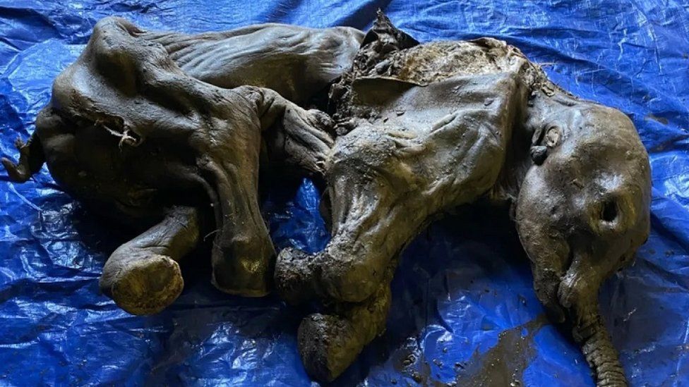 Frozen baby mamoth discovered in Canada