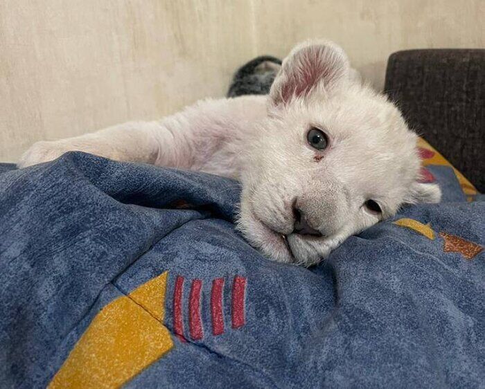 white-lion-cub,iran,karaj , White lion cub born in Iran in full health