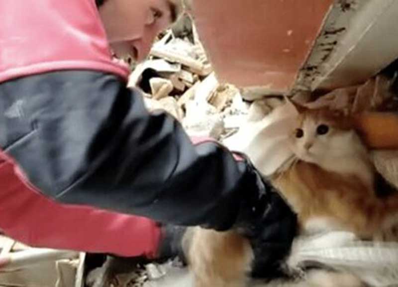 نجات یک گربه از زیر آوار زلزله ترکیه پس از بیست و یک روز
