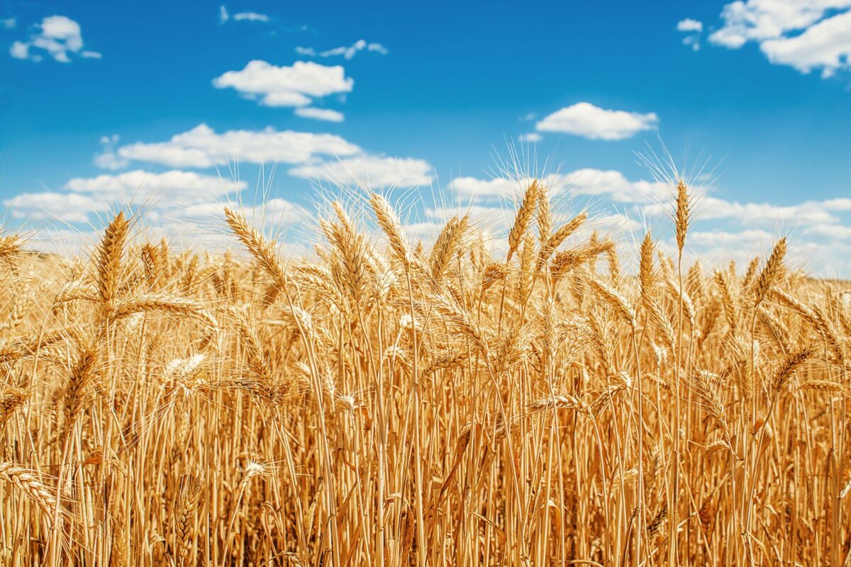 Russia officially pulls out of Ukraine grain deal