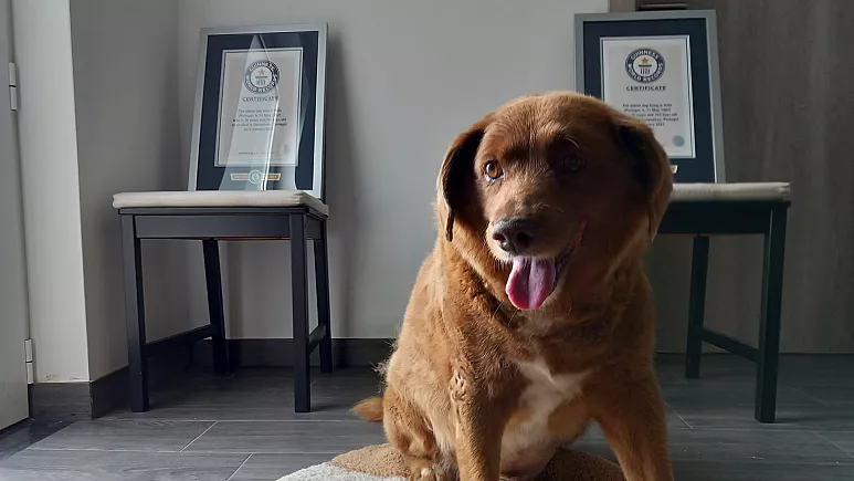World’s oldest ever dog dies in Portugal: What was Bobi’s secret to a long life?