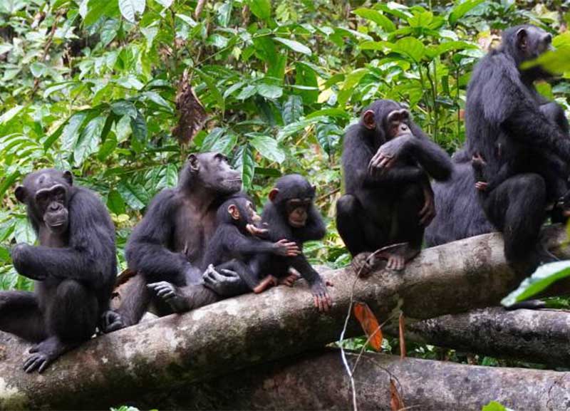 Շիմպանզեներն օգտագործում են պատերազմի մարտավարություն, ինչպես մարդիկ․ գիտնականներ