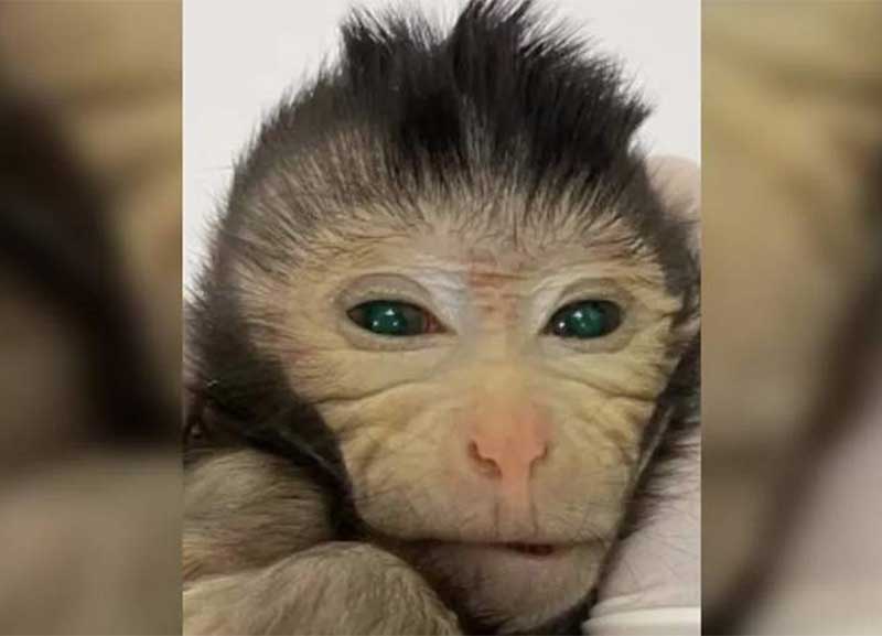 Չինացի գիտնականները ԴՆԹ-ի երկու հավաքածուով ստեղծել են աշխարհի առաջին քիմերային կապիկը
