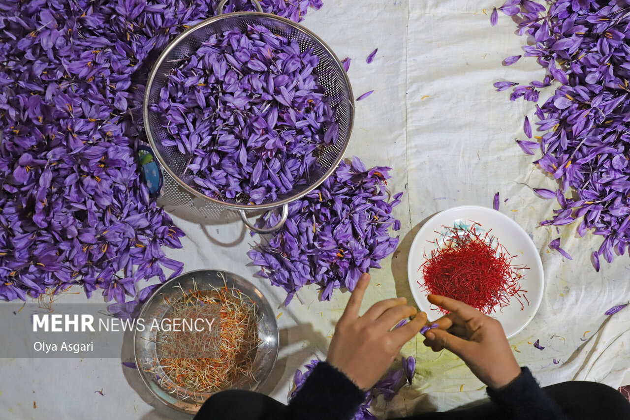 iran,saffron,harvest,unique,agritourism,opportunity , Iran saffron harvest unique agritourism opportunity