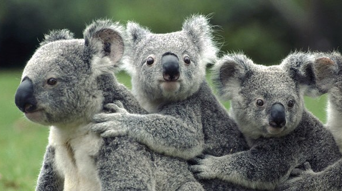 Australia says koalas now endangered