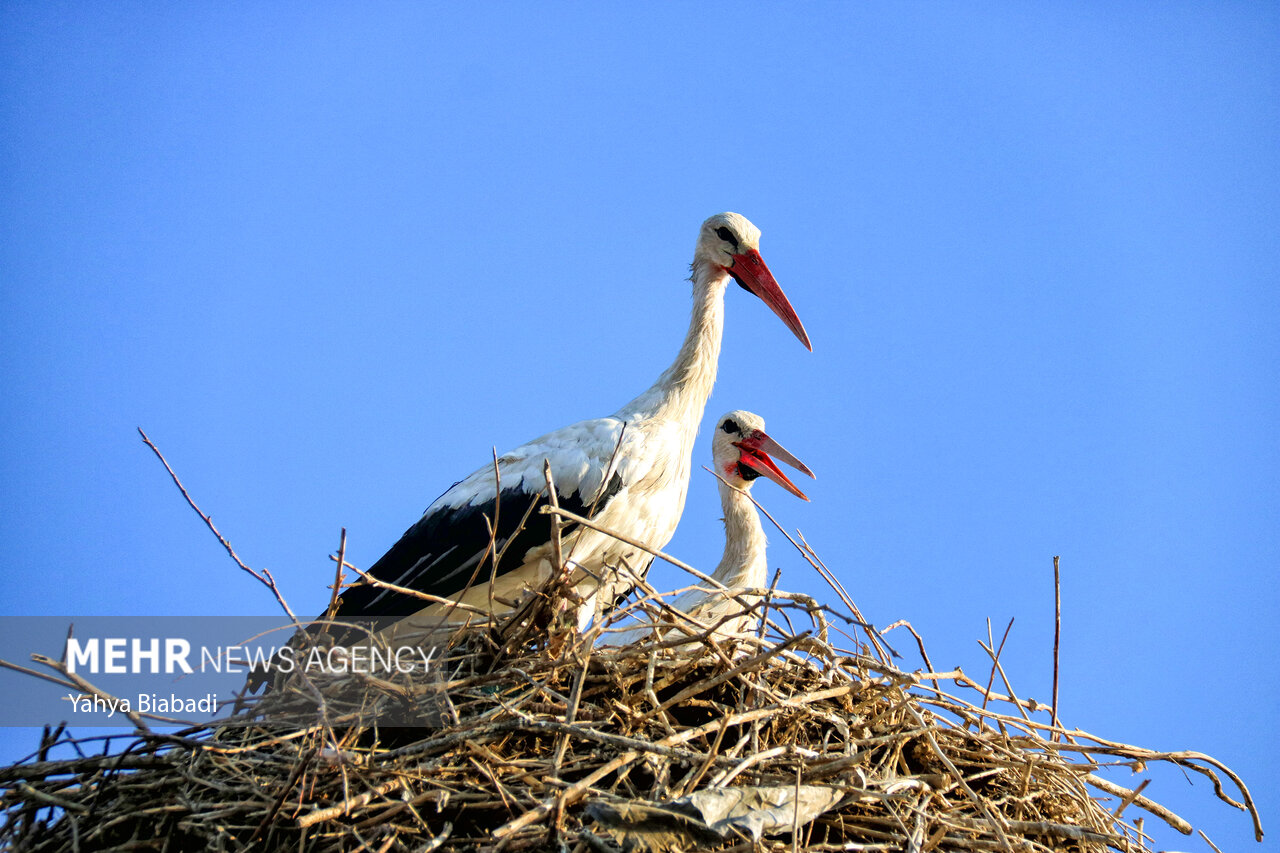 Storks living in Khvoshinan-e Olya village