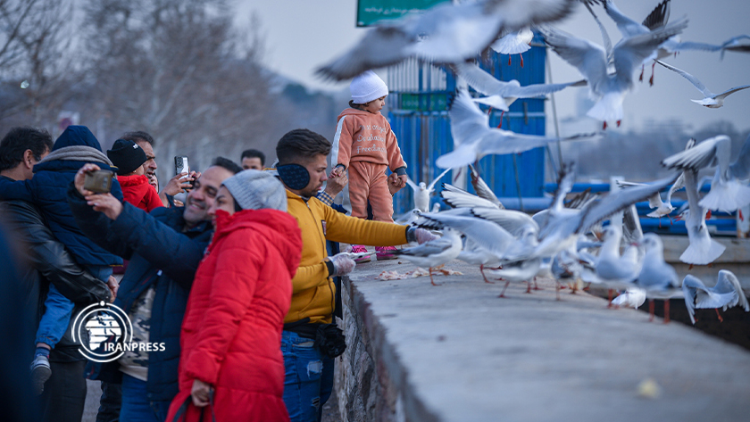 Migratory birds, Iran Shiraz tourist attraction